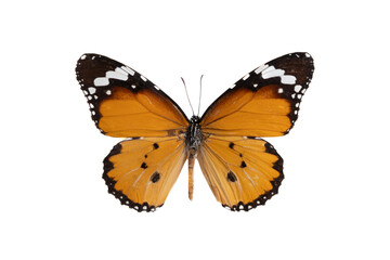 Naklejka premium Orange plain tiger butterfly on white background isolated
