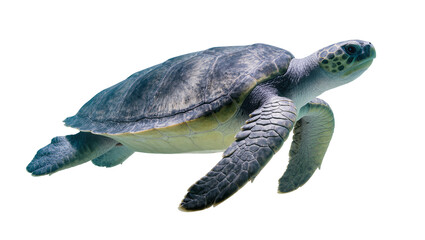 Green sea turtle swimming, isolated on transparent background © Vasilis