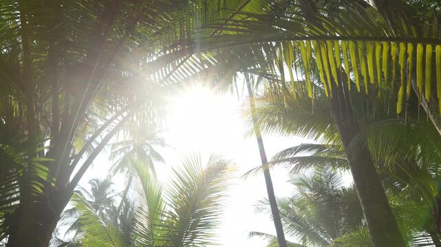 Sun shining through coconut palm leaves in a tropical garden.