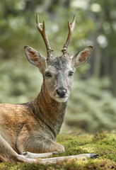 roe deer © kevin