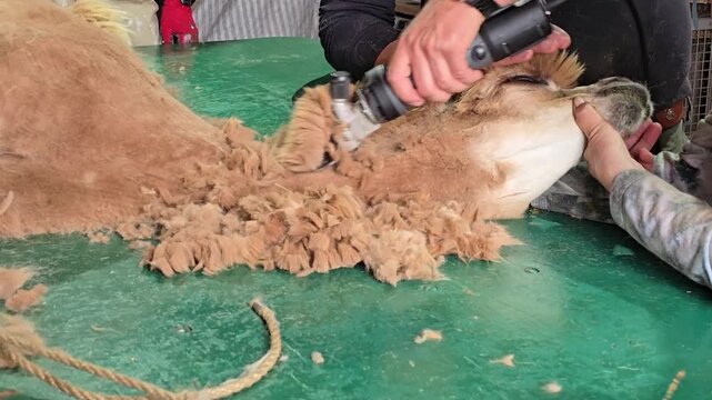 Farm workers shear an alpaca in a rustic shed, ideal for agriculture and textil themes. 