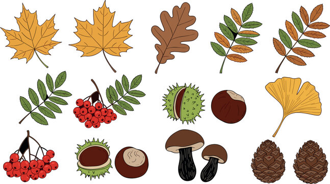 Autumn Nature Elements Set with Leaves Mushrooms Chestnuts Berries and Pine Cones Vector
