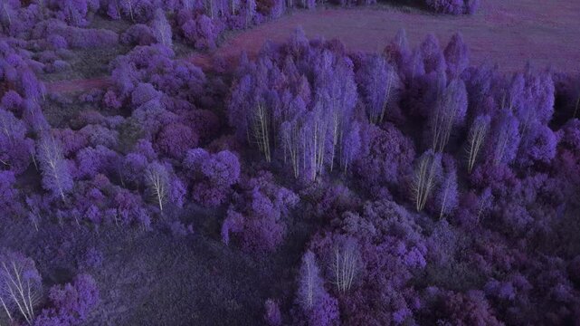 Drone footage of a birch grove and dense forest canopy with surreal purple color grading, rural fields nearby in the Ural region, Russia, atmospheric nature scenery
