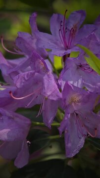 Close-Up of Delicate Purple Rhododendron Petals