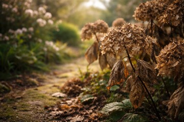 Obraz premium Spring garden imagery showing withered hydrangeas and copy space