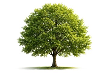 Obraz premium Isolated summer tree with lush foliage set against white space