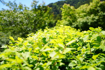 Fototapeta premium 新緑の茂みが広がる初夏の山辺