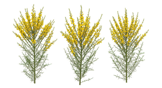 Set of 3 Genista scorpius (or Scorpion Broom) shrubs isolated png on a transparent background perfectly cutout