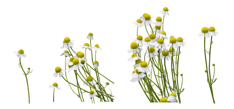 Chamomile flowers blooming. Matricaria c hamomilla, isolated on a transparent background