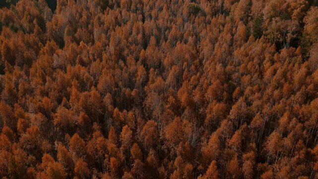 Drone footage of dense autumn woodland with bright orange and brown treetops forming a textured canopy, filmed in the Ural Mountains region, Russia during fall season
