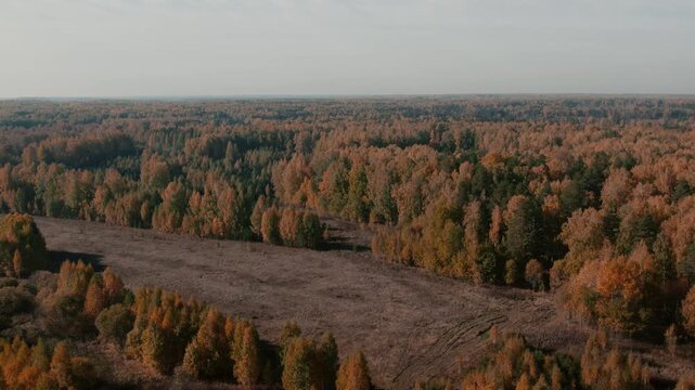 Drone footage of vast mixed forest in peak fall colors with birch and pine trees, viewed from above on a calm day in the Ural region, Russia, natural wilderness