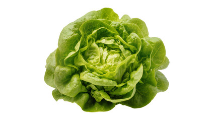 Obraz premium Fresh green butter lettuce head healthy vegetable, isolated on transparent background