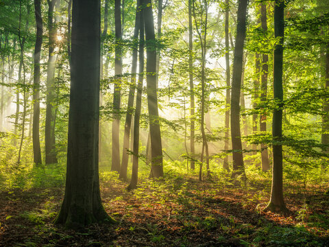 Naturnaher Buchenwald, Sonnenstrahlen brechen durch den Morgennebel, Th&uuml;ringen, Deutschland 