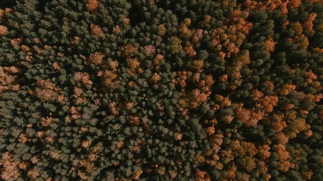 Drone footage looking straight down on dense autumn forest canopy with colorful trees and conifers in the Ural Mountains region, Russia, natural background