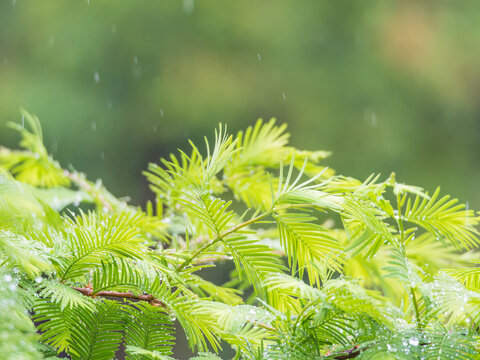China fir leaves in the rain