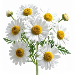 Obraz premium Chamomile (Matricaria) Anti-Inflammator 