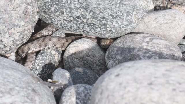 Dice snake, Dice snake under peebbles, , Natrix tassellata, stones, peebbles, zoom, reptile, snake, not poisonous, Ticino River, Ticino River regionl park, Lombardia, Italy,