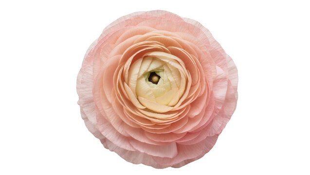 Delicate pink ranunculus flower with layered petals, isolated on transparent background