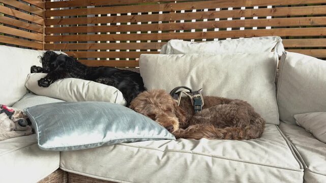 Peaceful footage of a cocker spaniel and cockapoo napping on a sofa under a wooden garden gazebo in Kilmarnock, Scotland. Ideal for pet lifestyle content
