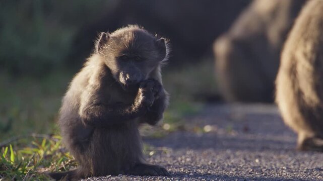 Telephoto view of cute baby chacma baboon sitting and chewing on piece of wood