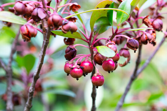 Red Strawberry Guava (Psidium littorale longipes, Psidium cattleianum, Peruvian guava), fruits. Light red berries on a branch bloom in winter, close-up.