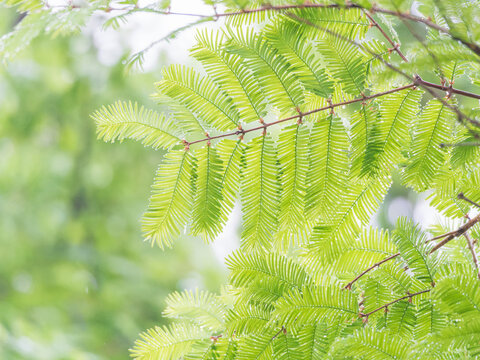 China fir leaves in the rain