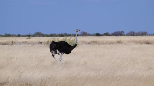 ostrich in the savannah , Struthio camelus, ostrich , bird, Etosha National Park, Namibia, SLOW MOTION