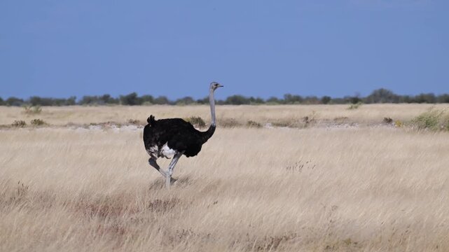 ostrich in the savannah , Struthio camelus, ostrich , bird, Etosha National Park, Namibia