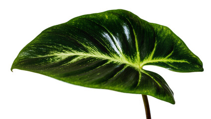 Dark green Philodendron leaf with light green veins, isolated on transparent background © Vasilis