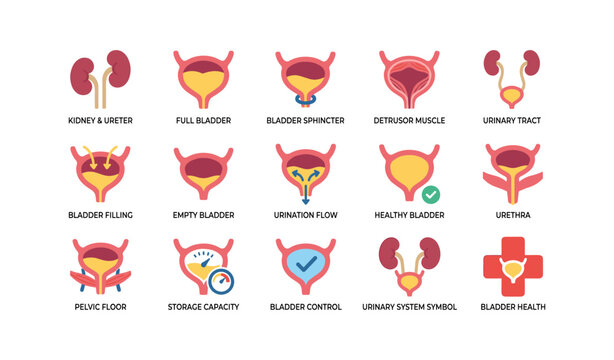 Urinary system icons showing bladder anatomy and conditions