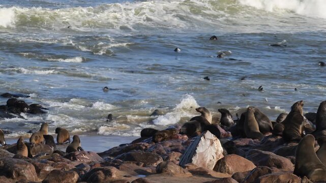 coast in front of Cape Cross beach with swimming  Fur Seals ,  Cape Cross,  Fur Seal,  sea animal, animal, sea life, animal wildlife, mammals. nature , cape fur seal, colony,  fur seal, beach, 