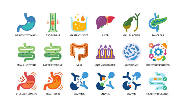 Digestive system icons showing organs and digestion process