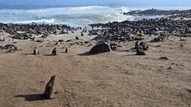 coast in front of Cape Cross beach with swimming  Fur Seals ,  Cape Cross,  Fur Seal,  sea animal, animal, sea life, animal wildlife, mammals. nature , cape fur seal, colony,  fur seal, beach, 