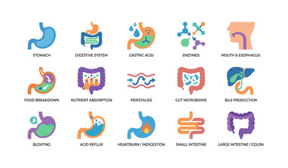 Fototapeta premium Digestive system icons depicting organs and functions grid