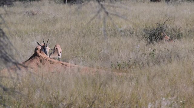Springbok in the savannah , close-up, Gazelle, Antidorcas marsupialis, flies on head, Springbok, savannah, arid, dry, no water, pan, Etosha National Park, Namibia