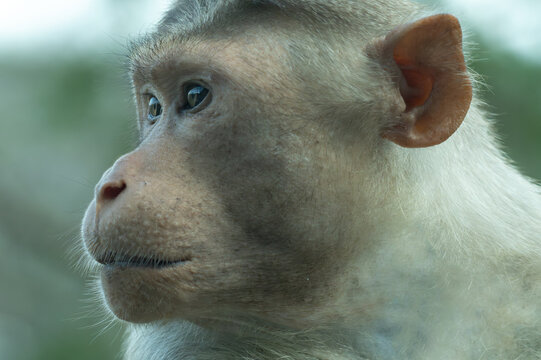 A headshot of an adult Bonnet Macaque, showcasing its expressive eyes and the characteristic circular cap of hair on its crown.