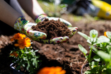 Naklejka premium Gloved Hands Holding Compost Soil for Garden Planting
