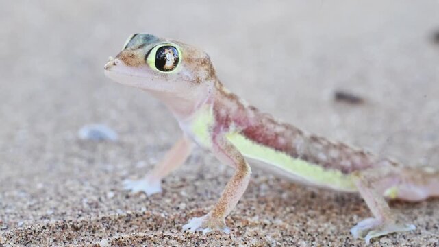 Gecko in the sand desert,  Palmatogecko rangei, Namib sand, web-footed gecko, nocturnal, burrows deep under sand using its webbed feet, Swakopmund, Namib desert, Namibia, Africa,