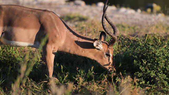 impala,  Aepyceros melampus, mammal, male,  , Etosha National Park, Namibia