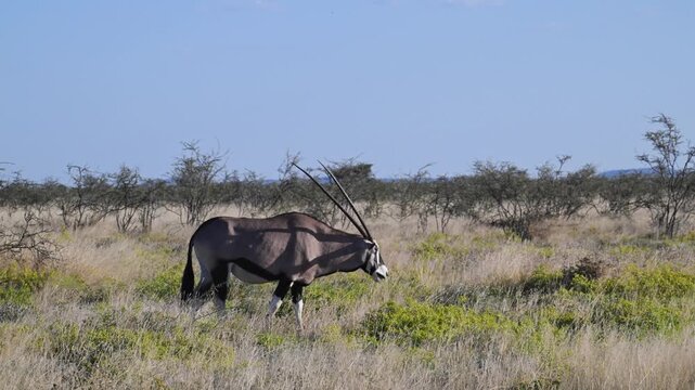 orix, Gemsbock, Oryx gazzella, Okonjima,  Namibia, Desert,  landscape,  genus Oryx.