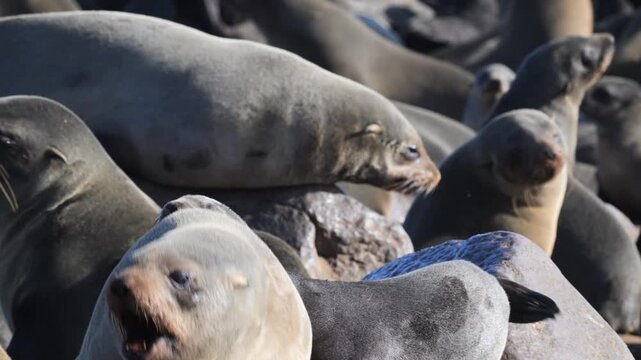 large group of Cape Fur Seal at Cape Cross, zoom, sea animal, animal, sea life, animal wildlife, nature , cape fur seal, colony,  fur seal, beach, Arctocephalus pusillus, cape cross, seal, Swakopmund,