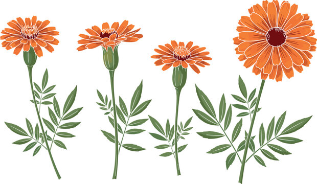 Marigold Flower Set with Orange Blooms and Green Stems Flat Vector Illustration for Nature, Botany, and Floral Designs