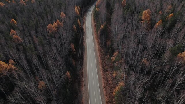 Drone footage of an empty winding asphalt road cutting through a dense autumn forest with bare trees and orange foliage in the Ural Mountains, Russia