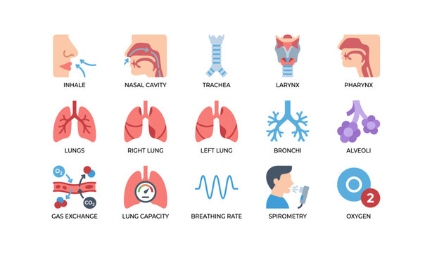Respiratory system icons showing lungs airways and functions