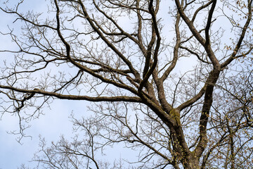 Fototapeta premium Branches of a tree stretch towards a clear sky in a park during a late winter afternoon with no leaves