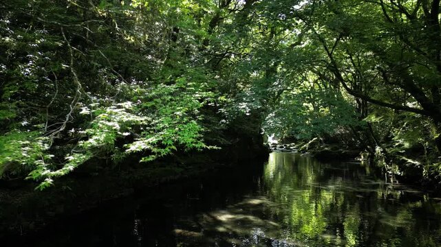 Kikuchi Gorge Fresh Green Reflection, Crystal Clear River and Lush Forest | Aerial Drone View, Scenic Nature Background