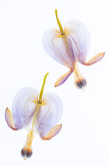 Różowe, prasowane kwiaty serduszka okazała (Lamprocapnos spectabilis) na białym tle, izolowane. © mycatherina