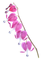  Różowe kwiaty serduszka okazała (Lamprocapnos spectabilis) na białym tle, izolowane. © mycatherina