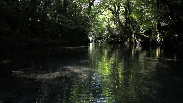 Kikuchi Gorge Fresh Green Reflection, Crystal Clear River and Lush Forest | Aerial Drone View, Scenic Nature Background