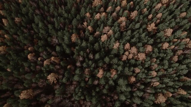Drone footage looking straight down on dense mixed woodland with evergreen conifers and leafless deciduous trees in late autumn, Ural Mountains region, Russia